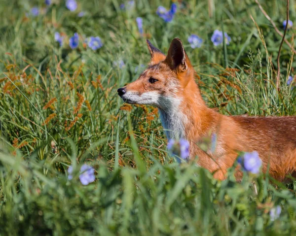 Red fox hunts in summer field