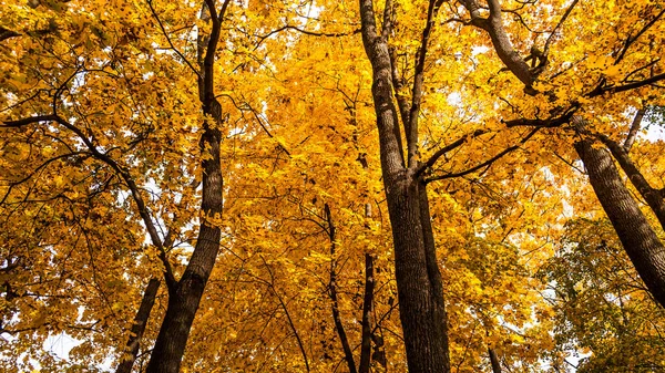 Autumn. Gold leaf. Nature in gold.