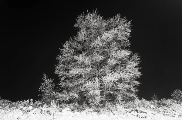 snow-covered tree at night. tree in fresh fallen snow. black sky, white snow and white tree. the night outside the city. nature and winter magic.