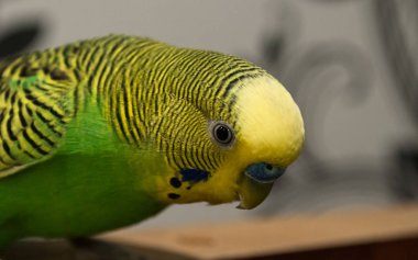 Dalgalı papağan yakın çekim. Sarı-yeşil ruh. Topluca ve yaramaz papağan. A evde beslenen hayvan.