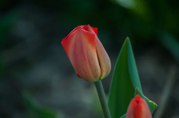 Tulpen Close Lente Bloemen Sappige Kleuren Van Rood Groen Een — Stockfoto