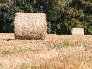 alanında samanlık. saman yapma. tarımsal çalışma. köyde saha çalışması. erken sonbaharda alan. sonbaharın başlangıcı - bu zaman hasat kampanyasıdır. Erken sonbaharın altın rengi. Haystack. silindirik şekil, yakın çekim