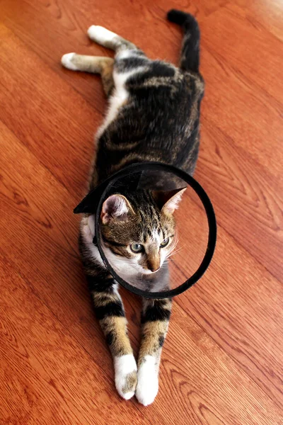 Cat in veterinary collar lying on a wooden floor