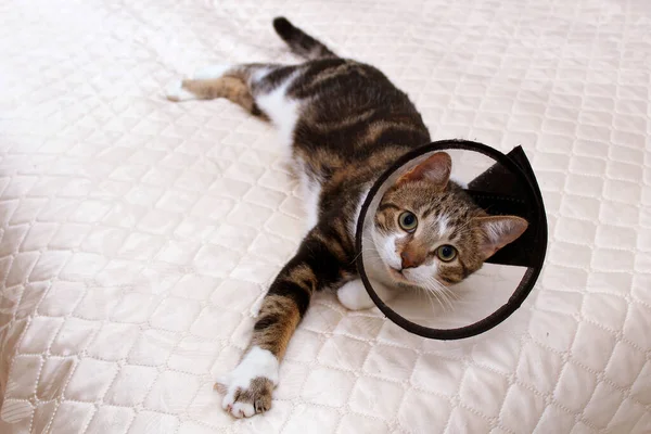 Cat in veterinary collar lying on white bedspread stretching a paw forward