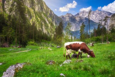 İnekler Berchtesgaden Milli Parkı'nda ile çayır