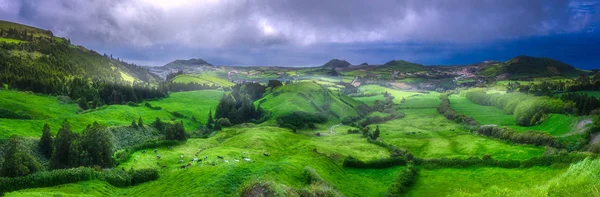 Kor på ängar och havet på Ponta Delgada, Azorerna — Stockfoto