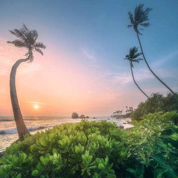 Tree under the water and coast of Sri Lanka beach — Stock Photo, Image