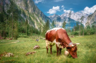 İnekler Berchtesgaden Milli Parkı'nda ile çayır