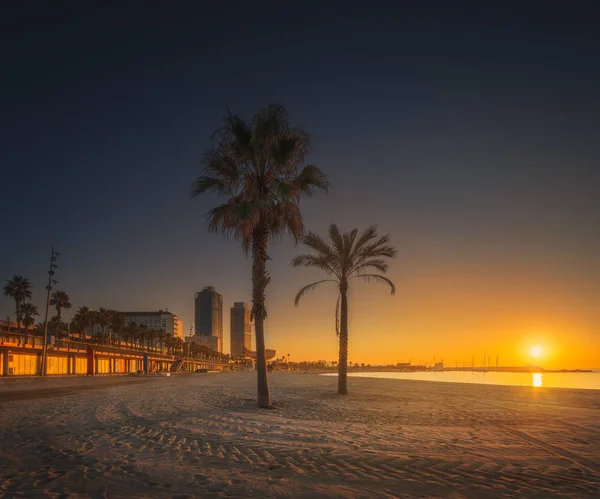 Драматичний захід сонця на березі Барселони з пальмою. — стокове фото
