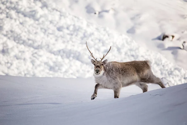 毛茸茸的驯鹿在其自然的雪质北极栖息地 — 图库照片