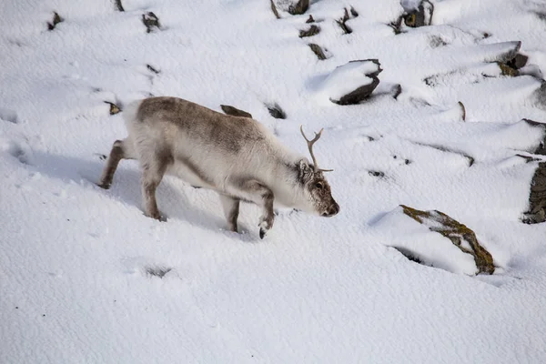 毛茸茸的驯鹿在其自然的雪质北极栖息地 — 图库照片