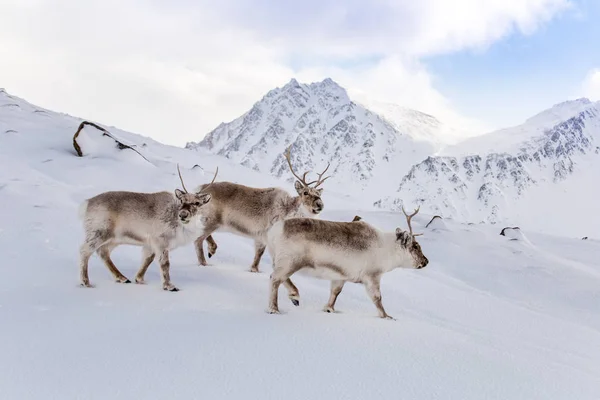 Tüylü ren geyiği sürüsü doğal karlı kutup ortamında