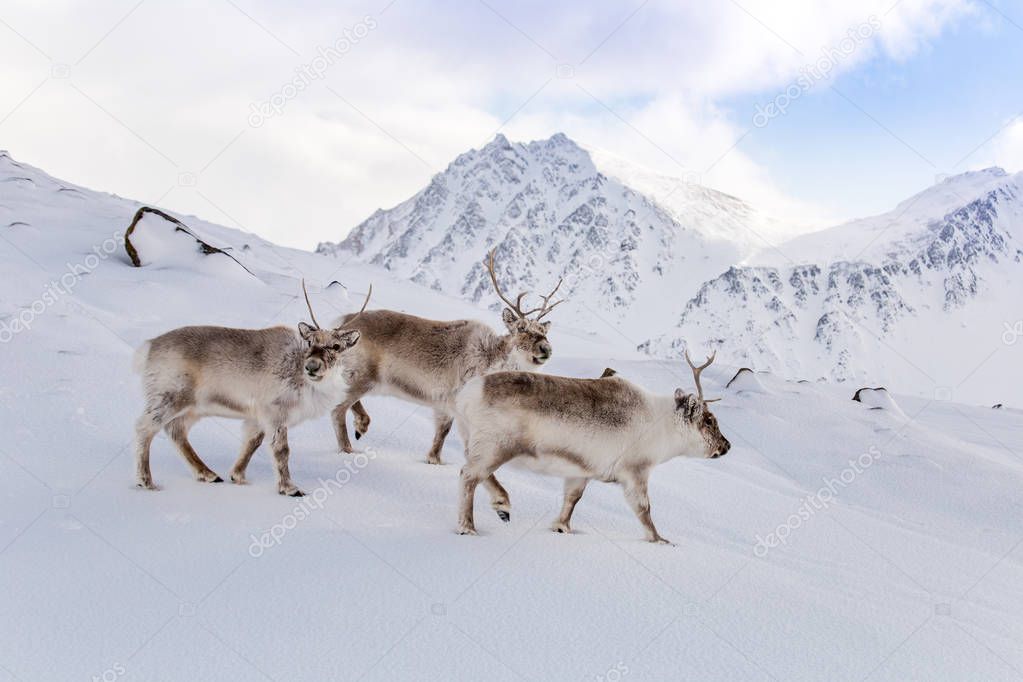 Flock of fluffy reindeers in its natural snowy arctic habitat