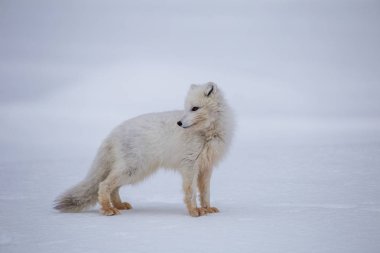 Tundra ilkbaharındaki şirin kutup tilkisinin inanılmaz fotoğrafı.