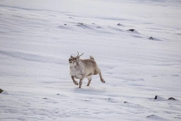 Пухнастий Олень Природному Сніжному Арктичному Середовищі — стокове фото