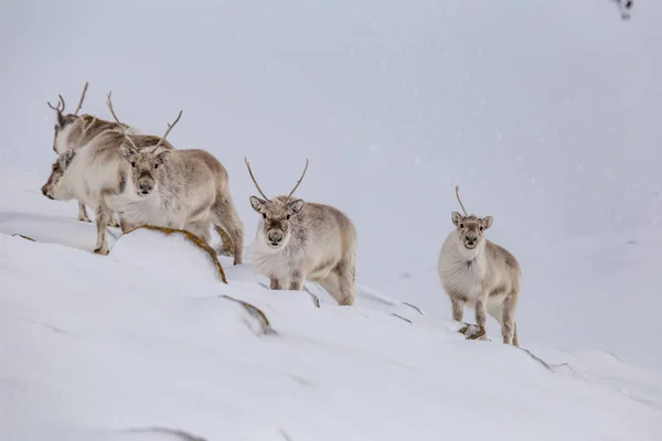 Зграя Оленів Природному Сніжному Арктичному Середовищі — стокове фото