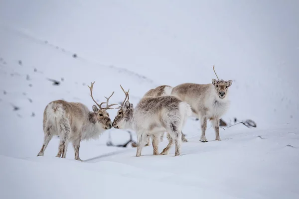 Σμήνος Ταράνδων Στο Φυσικό Χιονισμένο Αρκτικό Περιβάλλον Του — Φωτογραφία Αρχείου