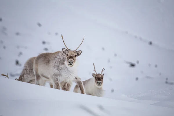 Ren geyiği sürüsü doğal karlı kutup ortamında.