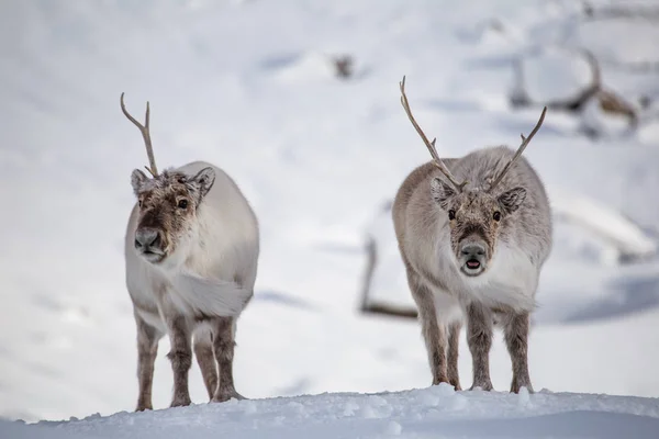 Stado Reniferów Naturalnym Śnieżnym Środowisku Arktycznym — Zdjęcie stockowe
