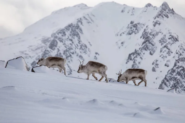 Stormo Renne Nel Suo Habitat Artico Innevato Naturale — Foto Stock