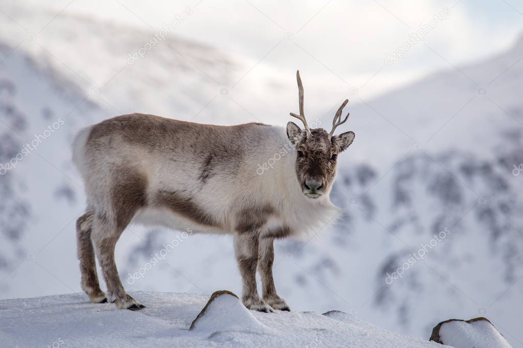 Fluffy reindeer in its natural snowy arctic habitat