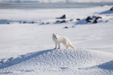 Tundra ilkbaharındaki şirin kutup tilkisinin inanılmaz fotoğrafı.