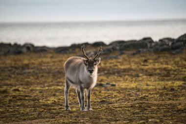 Kuzey Kutbu 'nda pofuduk ren geyiklerinin güzel fotoğrafı