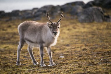 Kuzey Kutbu 'nda pofuduk ren geyiklerinin güzel fotoğrafı