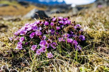 Güney Spitsbergen 'de büyüyen minik pembe çiçekler