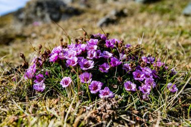 Güney Spitsbergen 'de büyüyen minik pembe çiçekler