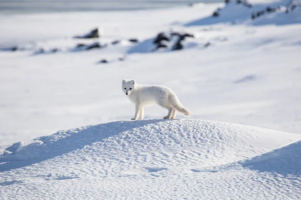 Tundra ilkbaharındaki şirin kutup tilkisinin inanılmaz fotoğrafı.