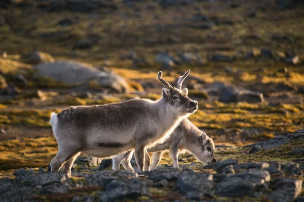 Foto Vackra Fluffiga Renar Arktiska Landskap — Stockfoto