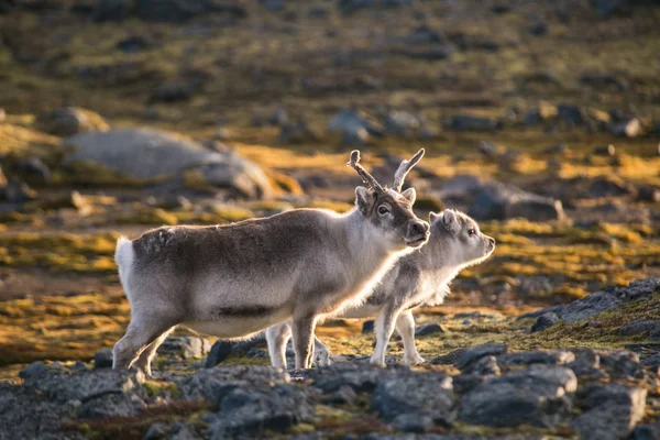 Kuzey Kutbu 'nda pofuduk ren geyiklerinin güzel fotoğrafı