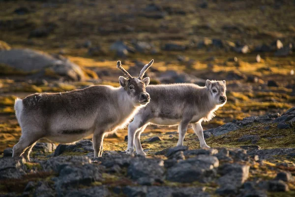 Kuzey Kutbu 'nda pofuduk ren geyiklerinin güzel fotoğrafı