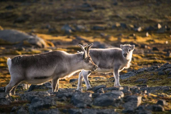 Foto Van Mooie Pluizige Rendieren Arctische Landschappen — Stockfoto