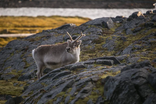 Foto Von Schönen Flauschigen Rentieren Der Tundra Landschaft — Stockfoto