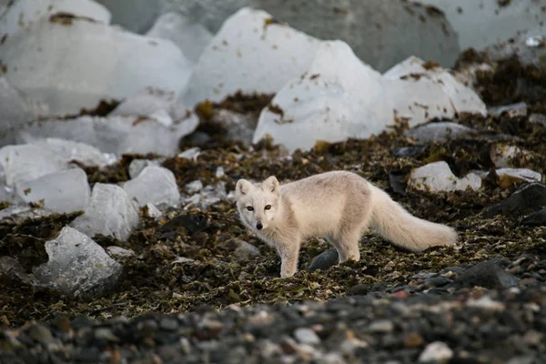 Beyaz kutup tilkisi doğal ortamında