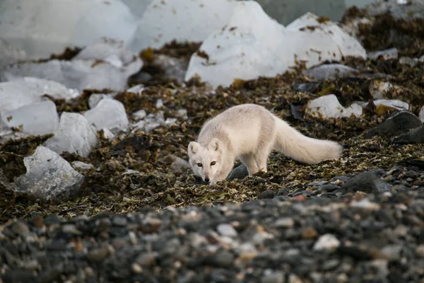 Renard Arctique Blanc Dans Son Habitat Naturel — Photo