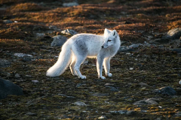 Weißer Polarfuchs Seinem Natürlichen Lebensraum — Stockfoto