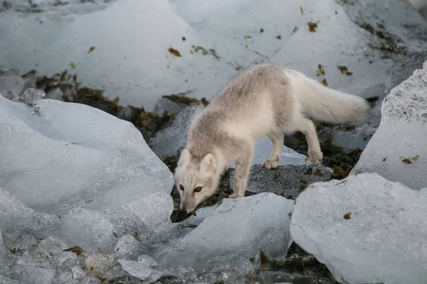 Beyaz kutup tilkisi doğal ortamında