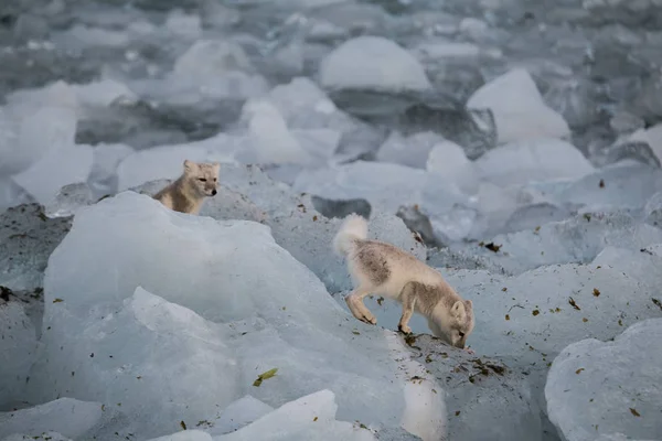 Beyaz kutup tilkileri doğal ortamlarında
