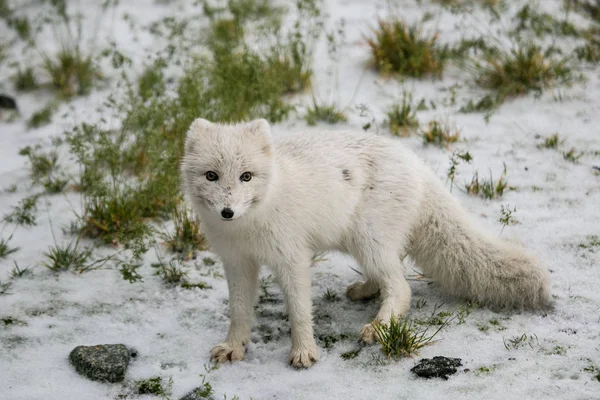 Bild Mit Einem Niedlichen Kleinen Polarfuchs — Stockfoto