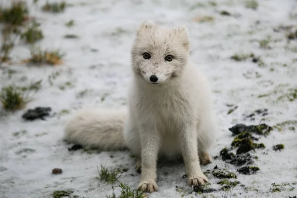 かわいい北極狐の絵 — ストック写真