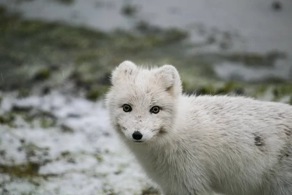 Λευκή Αρκτική Αλεπού Στο Φυσικό Της Περιβάλλον — Φωτογραφία Αρχείου