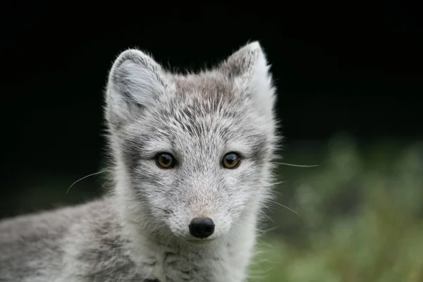 かわいい北極狐の絵 — ストック写真