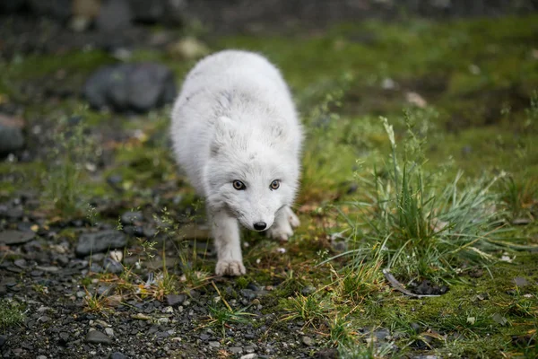 Küçük şirin bir kutup tilkisiyle fotoğraf.