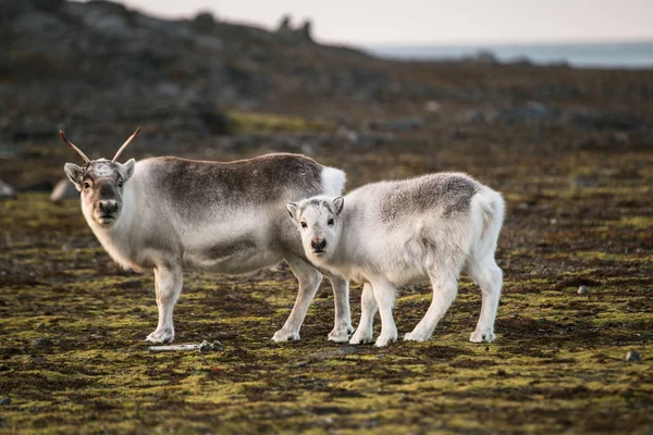 Zdjęcie Pięknych Puszystych Reniferów Arktycznych Krajobrazach — Zdjęcie stockowe