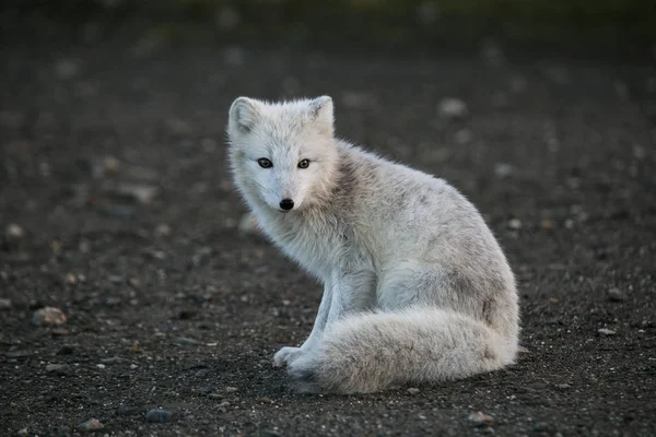 Imagem Raposa Polar Bonito — Fotografia de Stock