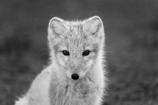 Image of cute polar fox