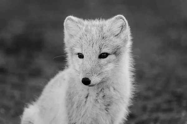 Image Cute Polar Fox — Stock Photo, Image
